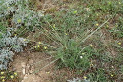 Stipa lessingiana