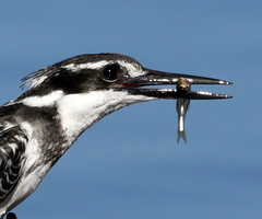 Gilchristella aestuaria