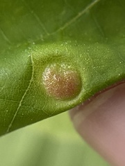 Phylloxera caryaeavellana