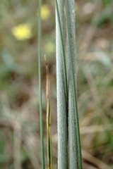 Stipa lessingiana