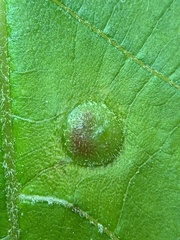 Phylloxera caryaeavellana
