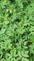 Aegopodium podagraria