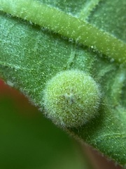 Phylloxera caryaeavellana