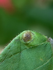 Phylloxera caryaeavellana