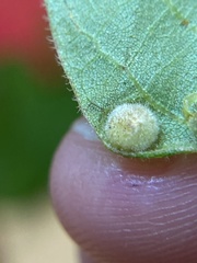 Phylloxera caryaeavellana