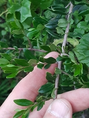 Diospyros simii