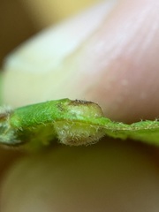 Phylloxera caryaeavellana