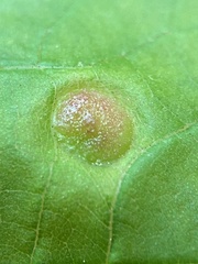 Phylloxera caryaeavellana