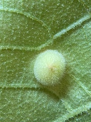 Phylloxera caryaeavellana