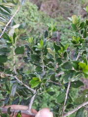 Diospyros simii