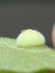 Phylloxera caryaeavellana