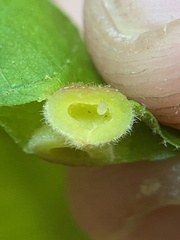 Phylloxera caryaeavellana