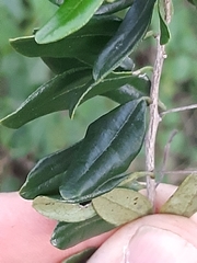 Diospyros simii