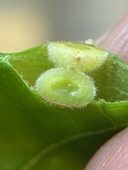 Phylloxera caryaeavellana