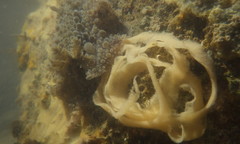Carminodoris bramale
