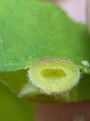 Phylloxera caryaeavellana