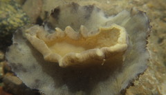 Carminodoris bramale