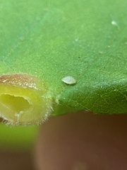 Phylloxera caryaeavellana