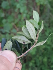 Diospyros simii