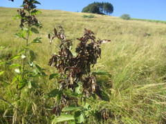 Pseudarthria hookeri