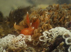 Spurilla braziliana