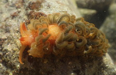Spurilla braziliana