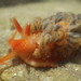 旋蓑海蛞蝓屬 - Photo 由 Jeff Goddard 所上傳的 (c) Jeff Goddard，保留部份權利CC BY-NC