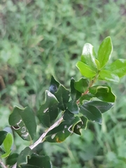 Diospyros simii