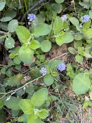 Ceanothus diversifolius