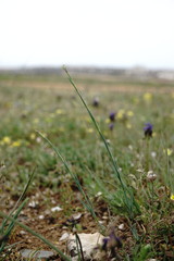 Dianthus marschallii