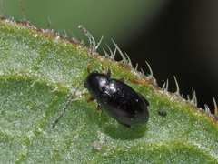 Longitarsus anchusae