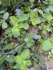 Ceanothus diversifolius