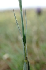 Dianthus marschallii