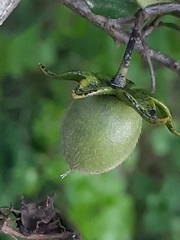Diospyros simii