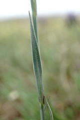 Dianthus marschallii