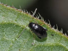 Longitarsus anchusae