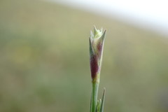 Dianthus marschallii
