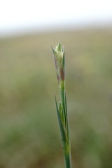 Dianthus marschallii