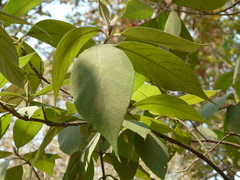 Callicarpa tomentosa