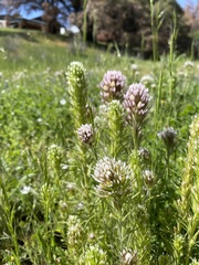 Castilleja lineariloba