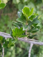 Diospyros simii