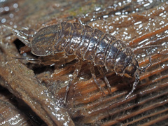 Asellus aquaticus