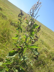 Pseudarthria hookeri