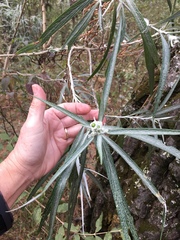 Senecio cinerarioides