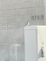 Passer domesticus