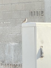 Passer domesticus