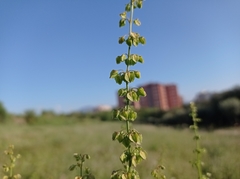 Rumex crispus