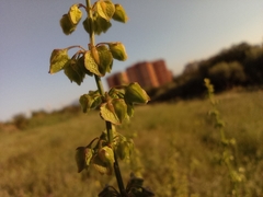 Rumex crispus