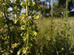 Rumex crispus