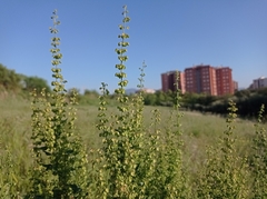 Rumex crispus